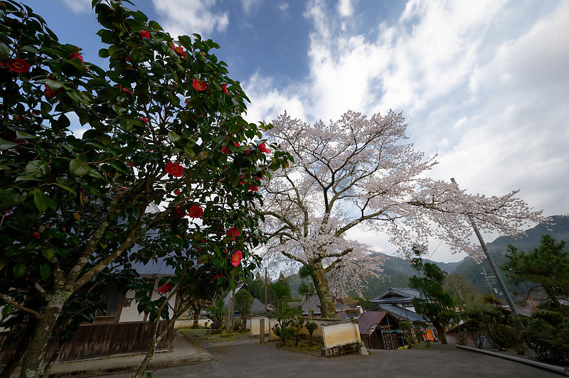 2020桜巡り@京北町 玉林寺_f0032011_17592365.jpg