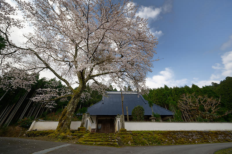 2020桜巡り＠京北町　玉林寺_f0032011_17592408.jpg