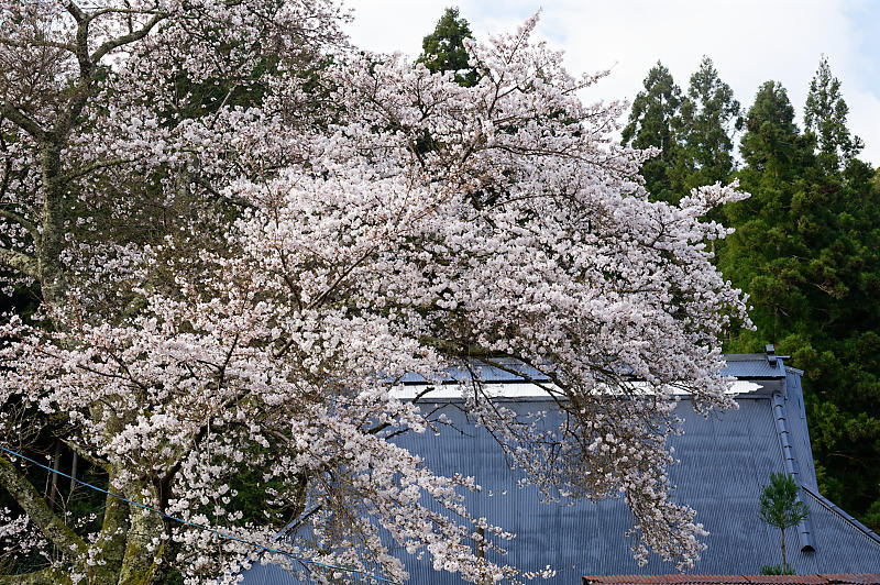 2020桜巡り＠京北町　玉林寺_f0032011_17592426.jpg