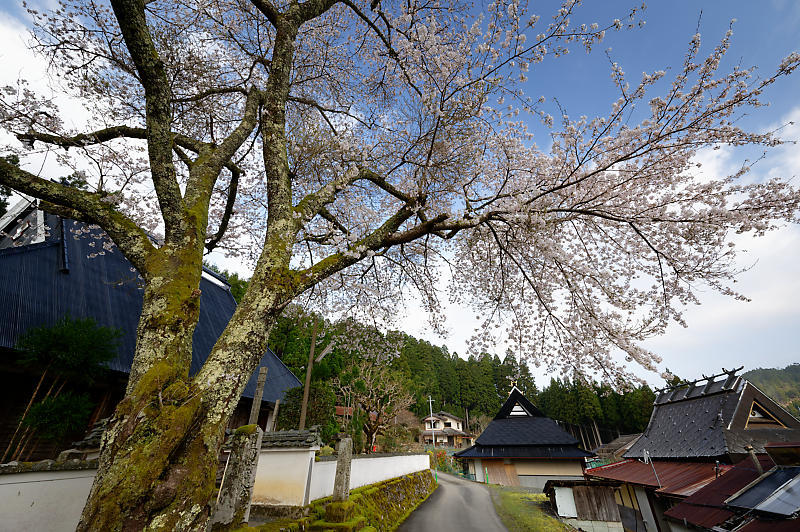 2020桜巡り＠京北町　玉林寺_f0032011_17592489.jpg