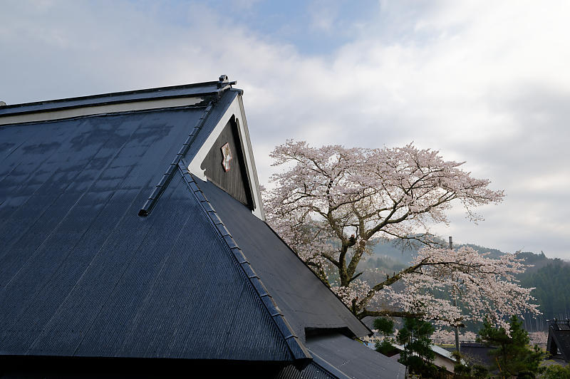 2020桜巡り＠京北町　玉林寺_f0032011_18033072.jpg