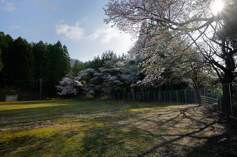 2020桜巡り@京北町 旧宇津小学校跡_f0032011_19540127.jpg