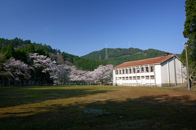 2020桜巡り@京北町 旧宇津小学校跡_f0032011_19540165.jpg