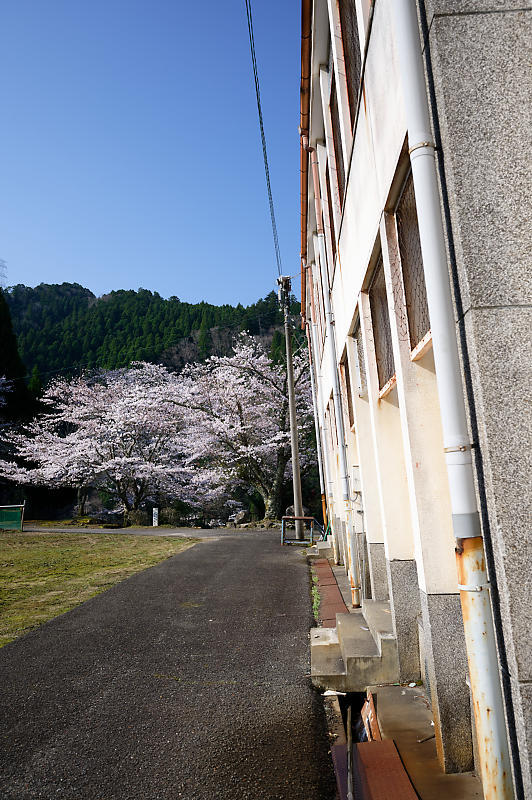 2020桜巡り@京北町 旧宇津小学校跡_f0032011_19540198.jpg