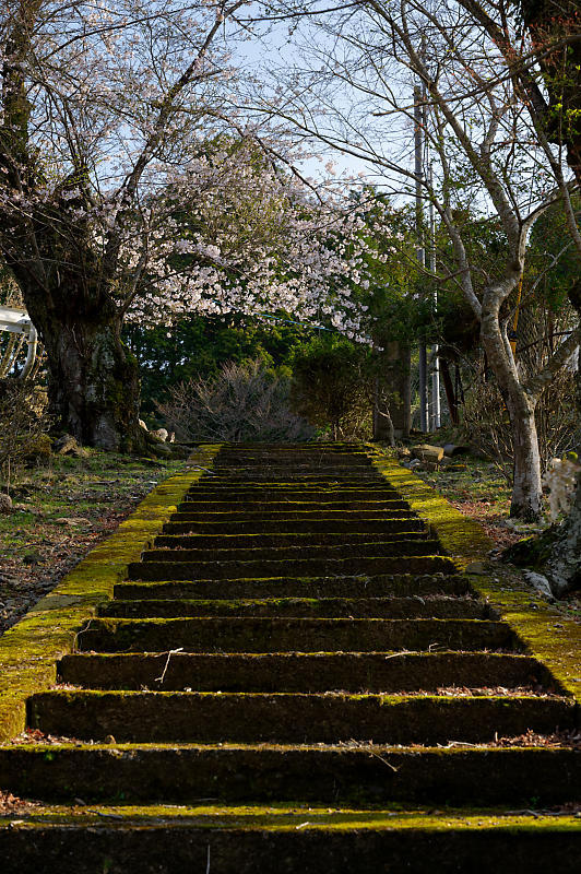 2020桜巡り@京北町 旧宇津小学校跡_f0032011_19540298.jpg