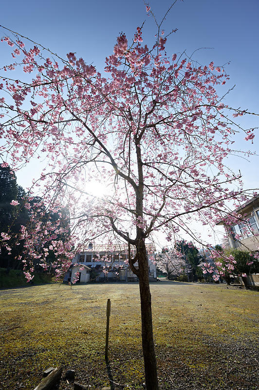 2020桜巡り@京北町 旧宇津小学校跡_f0032011_19570159.jpg