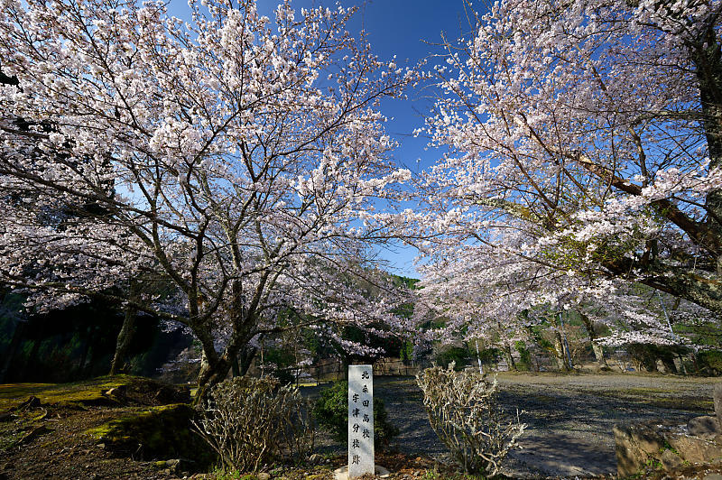 2020桜巡り@京北町 旧宇津小学校跡_f0032011_19570234.jpg