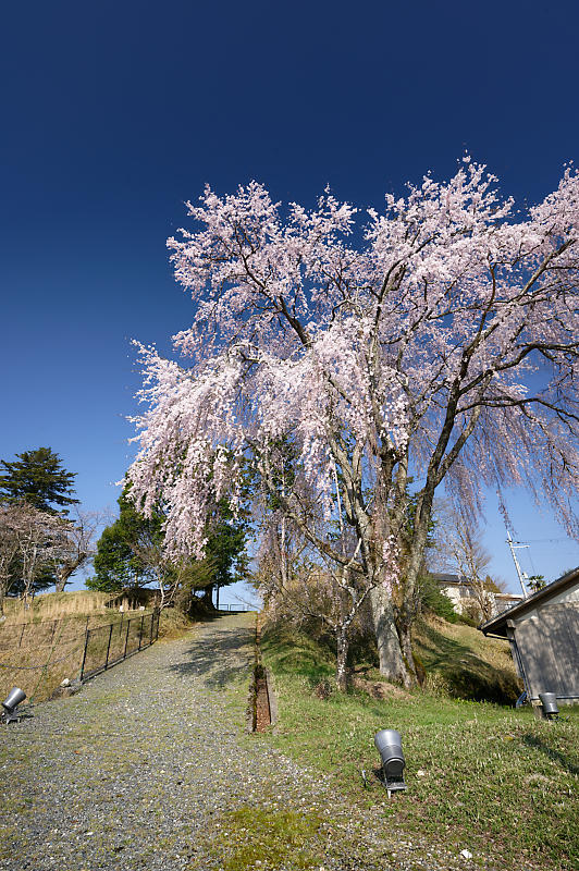2020桜巡り@京北町 八幡宮社 出逢い桜_f0032011_21064601.jpg