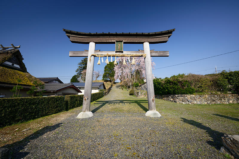 2020桜巡り@京北町 八幡宮社 出逢い桜_f0032011_21064615.jpg