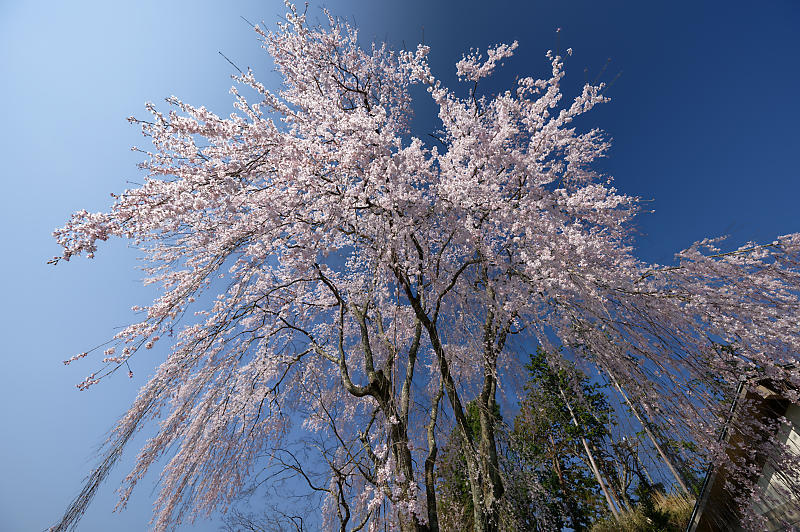 2020桜巡り@京北町 八幡宮社 出逢い桜_f0032011_21064668.jpg