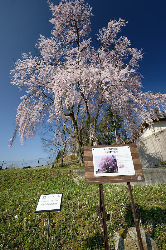 2020桜巡り@京北町 八幡宮社 出逢い桜_f0032011_21064685.jpg