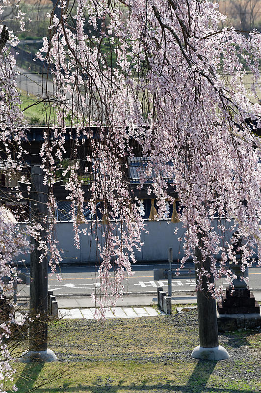 2020桜巡り@京北町 八幡宮社 出逢い桜_f0032011_21064708.jpg