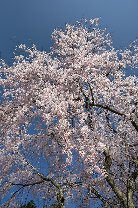 2020桜巡り@京北町 八幡宮社 出逢い桜_f0032011_21064713.jpg
