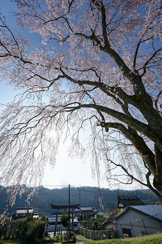 2020桜巡り@京北町 八幡宮社 出逢い桜_f0032011_21064724.jpg