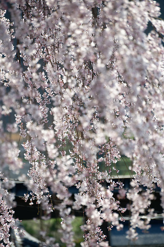 2020桜巡り@京北町 八幡宮社 出逢い桜_f0032011_21064823.jpg