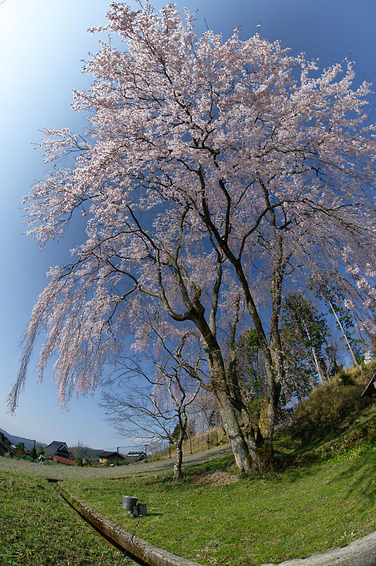 2020桜巡り@京北町 八幡宮社 出逢い桜_f0032011_21090098.jpg