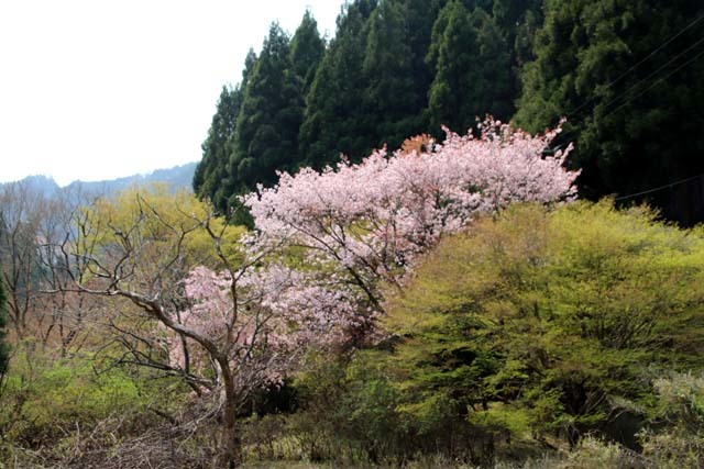 山は春　賑やかに_e0048413_17271823.jpg