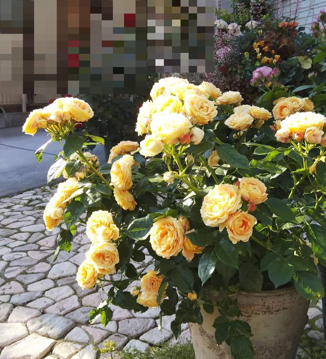 ラ ドルチェ ヴィータ デルバール 小庭の園芸日記 ラ ドルチェ ヴィータ デルバール 小庭の園芸日記