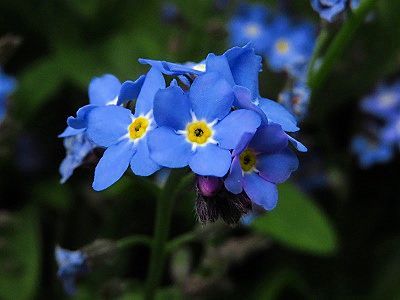 勿忘草の花が可愛い 小さな感動