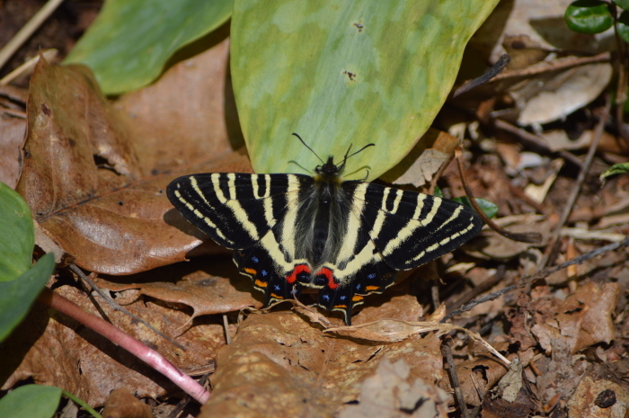 01ギフチョウ「蝶図鑑」_d0254540_07594139.jpg