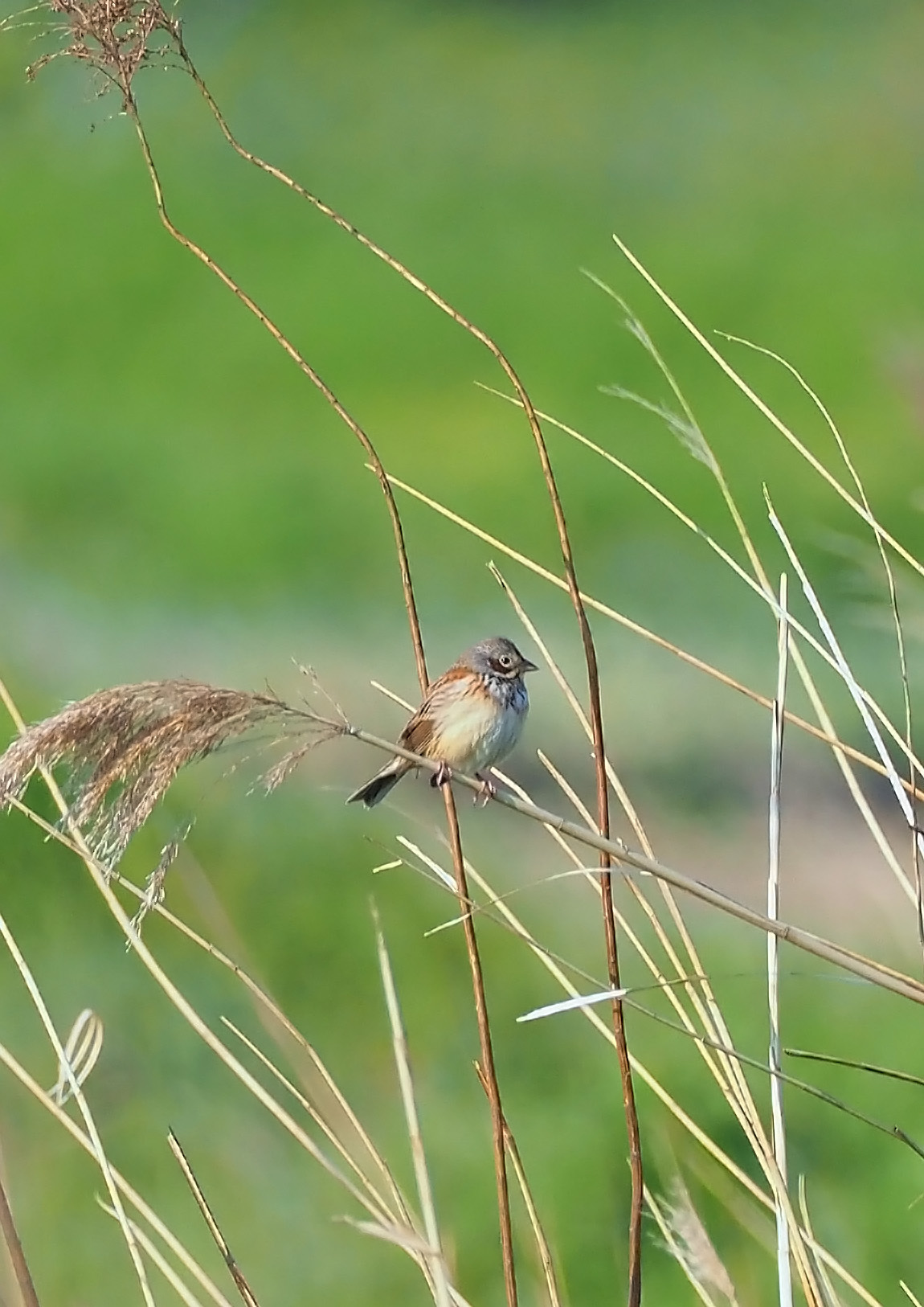 赤い頬なんて貴重だよ 頬赤 野鳥との出会い