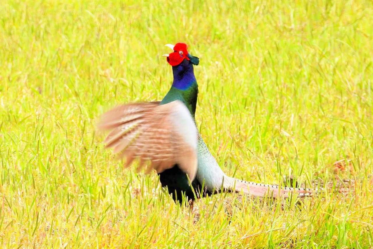 キジの母衣打ち ホロ打ち なんでもブログ２