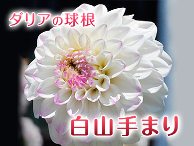令和2年の『ダリアの球根』販売スタート!!独占販売や希少品種のまずは確実に芽吹く球根の17品種を販売開始!_a0254656_17011418.jpg