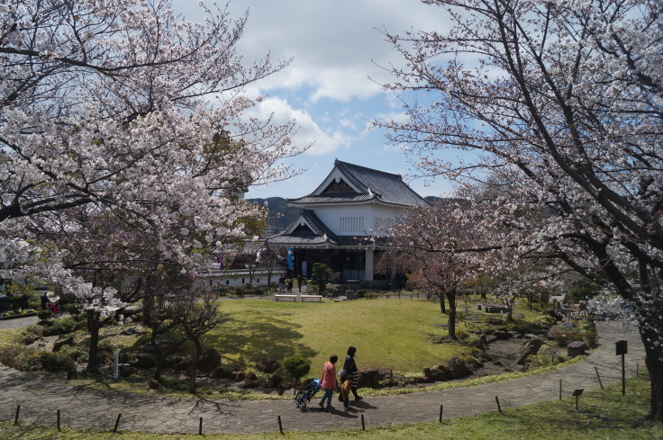 明智光秀最後の城・勝竜寺城の桜_b0063958_06462874.jpg