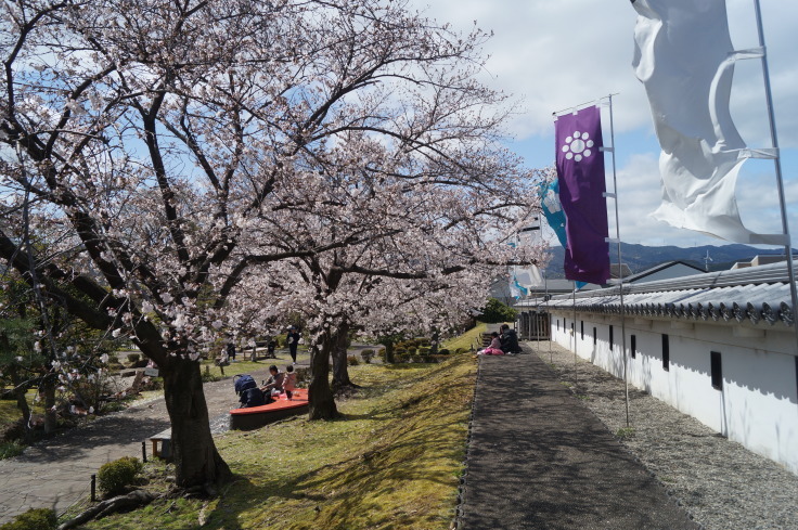 明智光秀最後の城・勝竜寺城の桜_b0063958_06495099.jpg