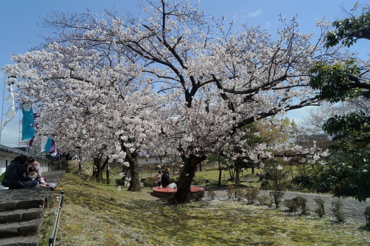 明智光秀最後の城・勝竜寺城の桜_b0063958_06505356.jpg