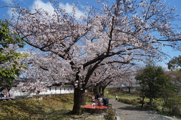 明智光秀最後の城・勝竜寺城の桜_b0063958_06520772.jpg