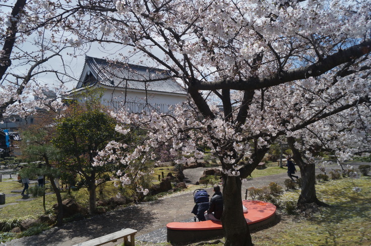 明智光秀最後の城・勝竜寺城の桜_b0063958_06525251.jpg