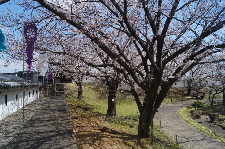 明智光秀最後の城・勝竜寺城の桜_b0063958_06543205.jpg