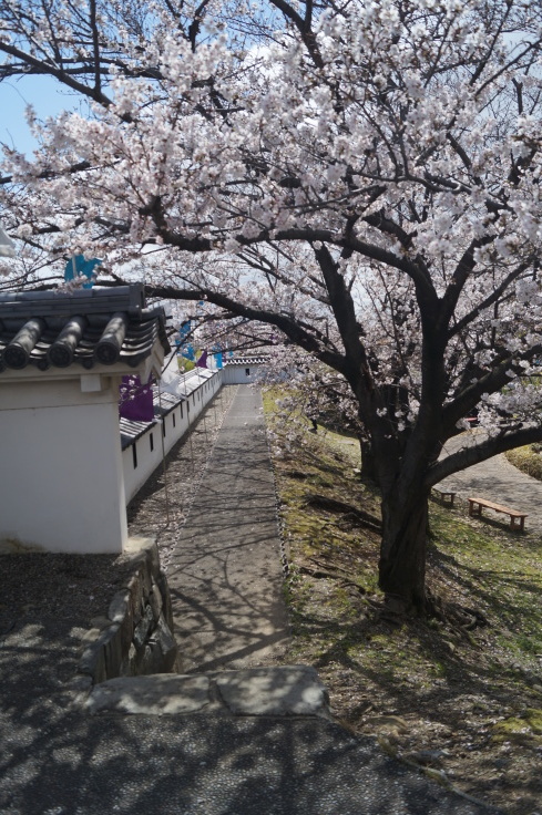 明智光秀最後の城・勝竜寺城の桜_b0063958_06554496.jpg