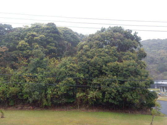 ’20,4,18(土)台風のような風雨!_f0060461_10072890.jpg