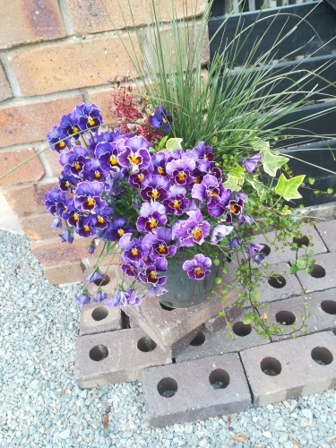 ミューレンべルキア ブックカフェされど