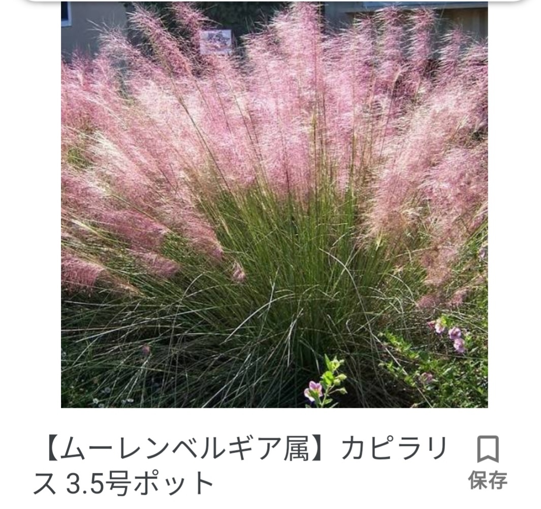 ミューレンべルキア ブックカフェされど