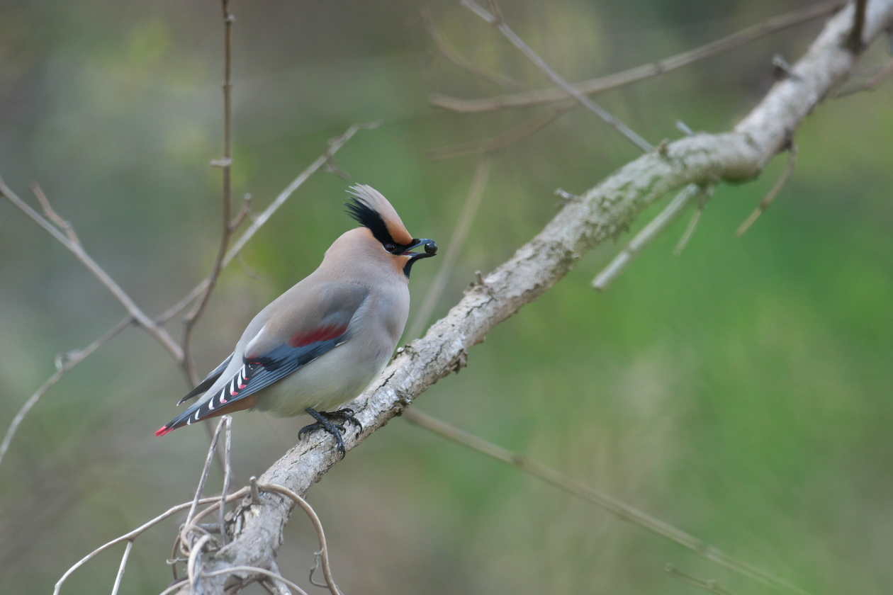 今年の連雀 その16 : 瑞穂の国の野鳥たち