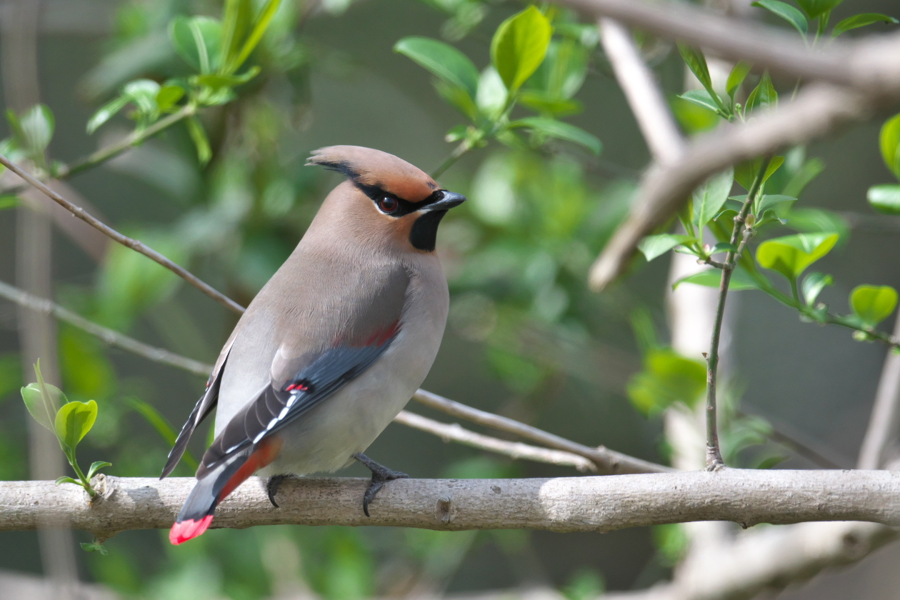 今年の連雀 その16 : 瑞穂の国の野鳥たち