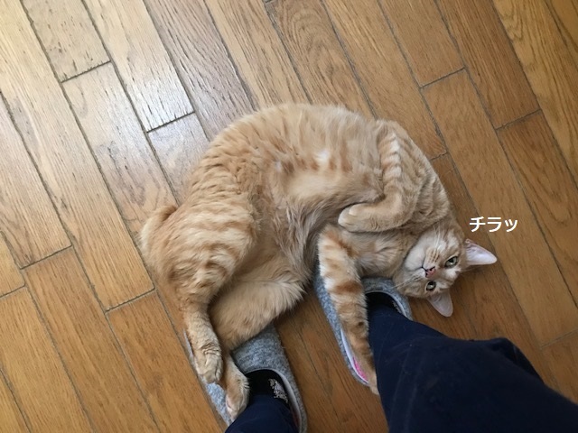 甘えて誤魔化すネコ_f0242002_20315098.jpg