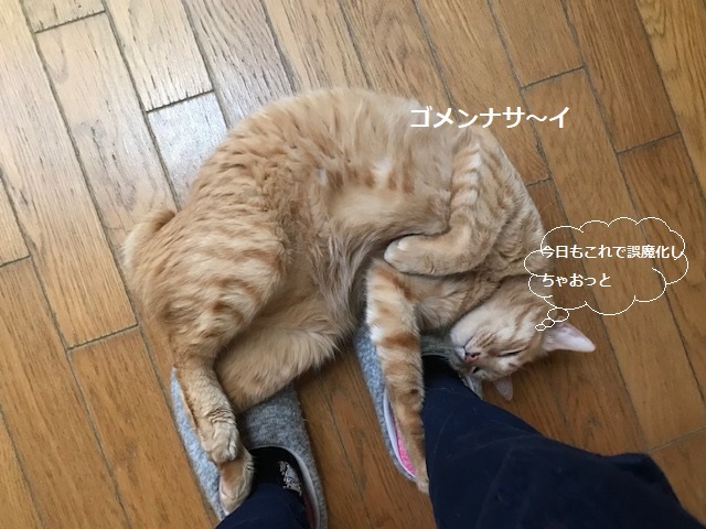 甘えて誤魔化すネコ_f0242002_20320779.jpg