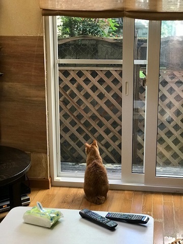 甘えて誤魔化すネコ_f0242002_20321958.jpg