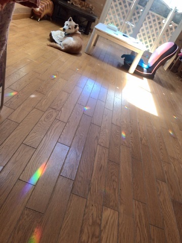 甘えて誤魔化すネコ_f0242002_20332912.jpg