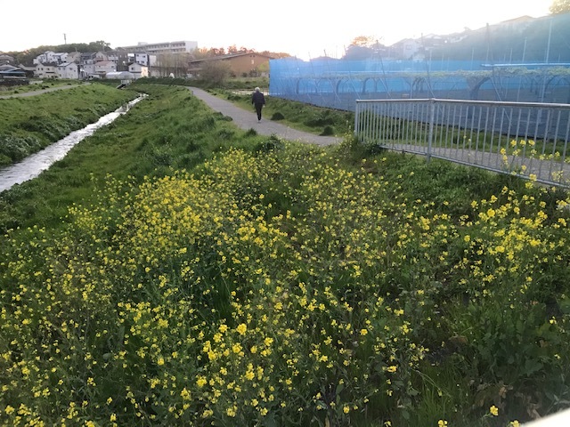 甘えて誤魔化すネコ_f0242002_20495505.jpg