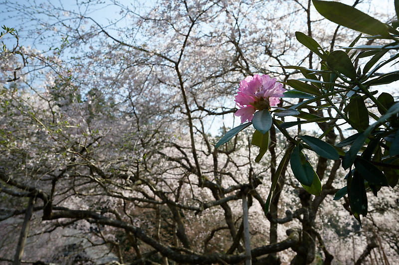 2020桜巡り@京北町 常照皇寺_f0032011_10411514.jpg