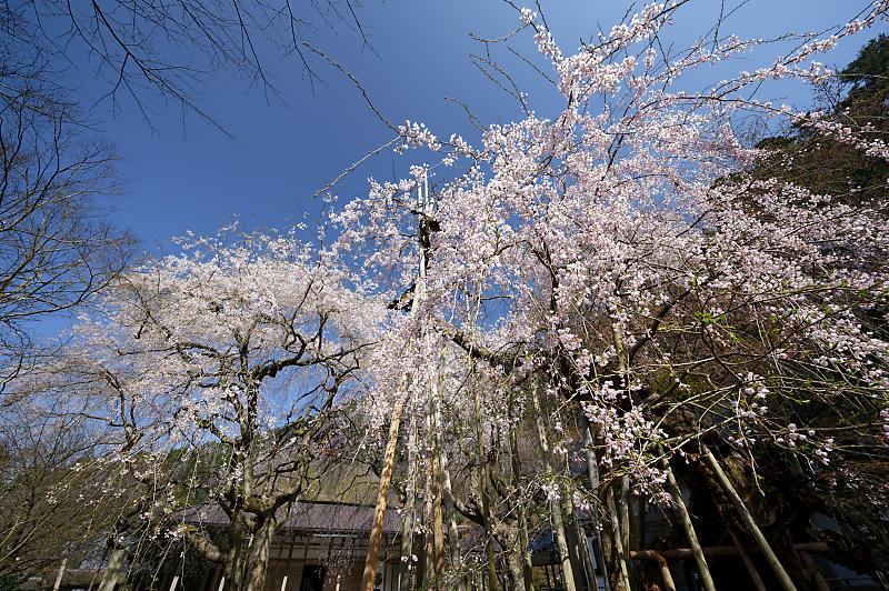 2020桜巡り@京北町 常照皇寺_f0032011_10411518.jpg