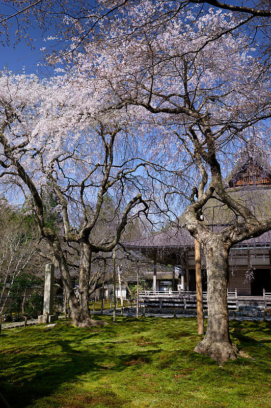 2020桜巡り@京北町 常照皇寺_f0032011_10411552.jpg