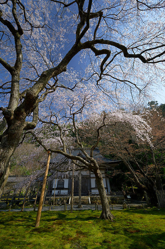 2020桜巡り@京北町 常照皇寺_f0032011_10411556.jpg