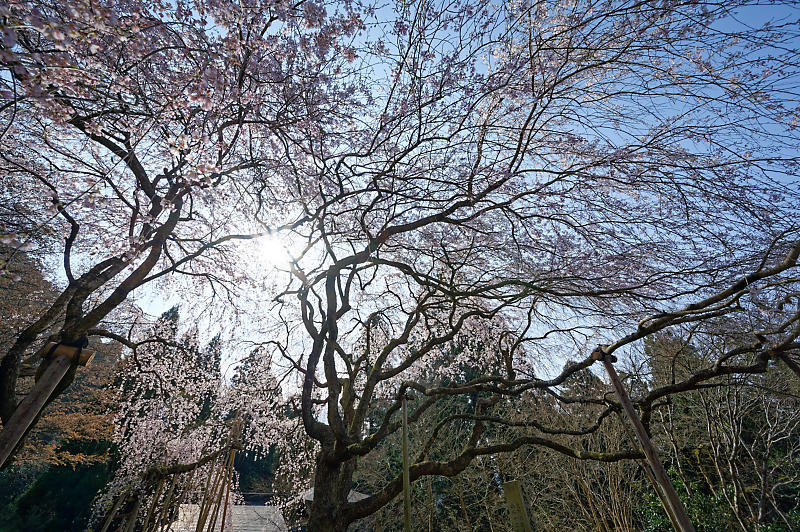 2020桜巡り@京北町 常照皇寺_f0032011_10411595.jpg