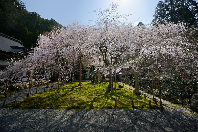 2020桜巡り@京北町 常照皇寺_f0032011_10411602.jpg